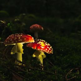 Fliegenpilze am Tag