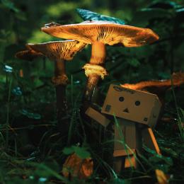 Pilz mit Danbo
